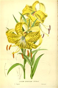 Flore des serres v17 039a