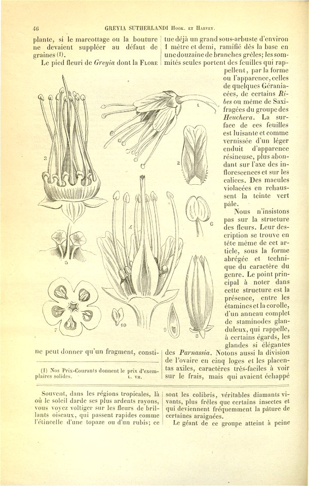 Flore des serres v17 046
