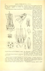 Flore des serres v17 046