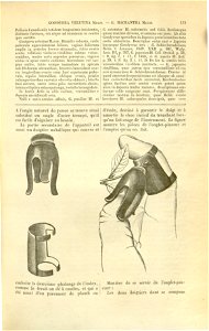 Flore des serres v17 115