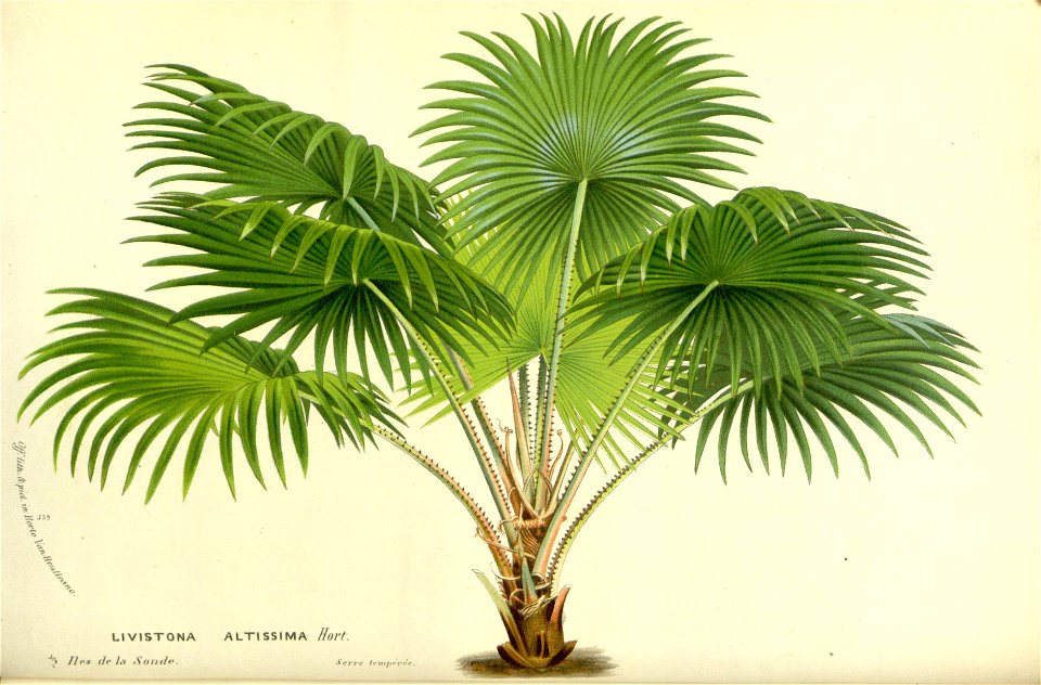 Flore des serres v17 051a