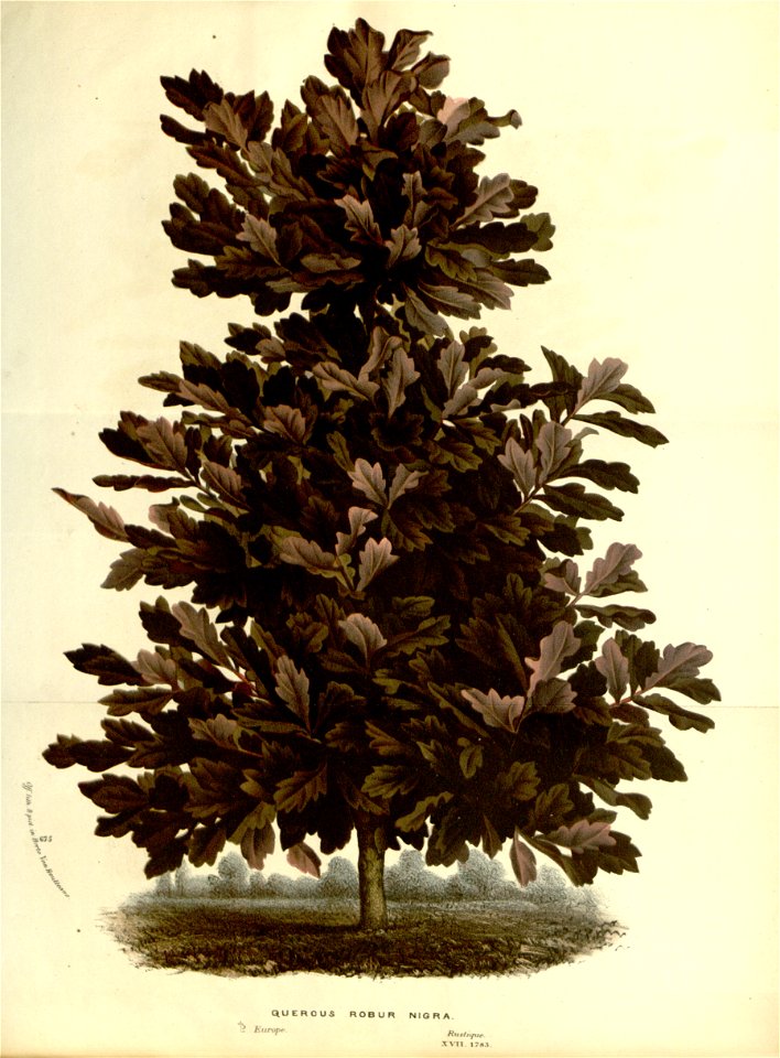 Flore des serres v17 119a