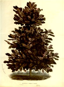 Flore des serres v17 119a