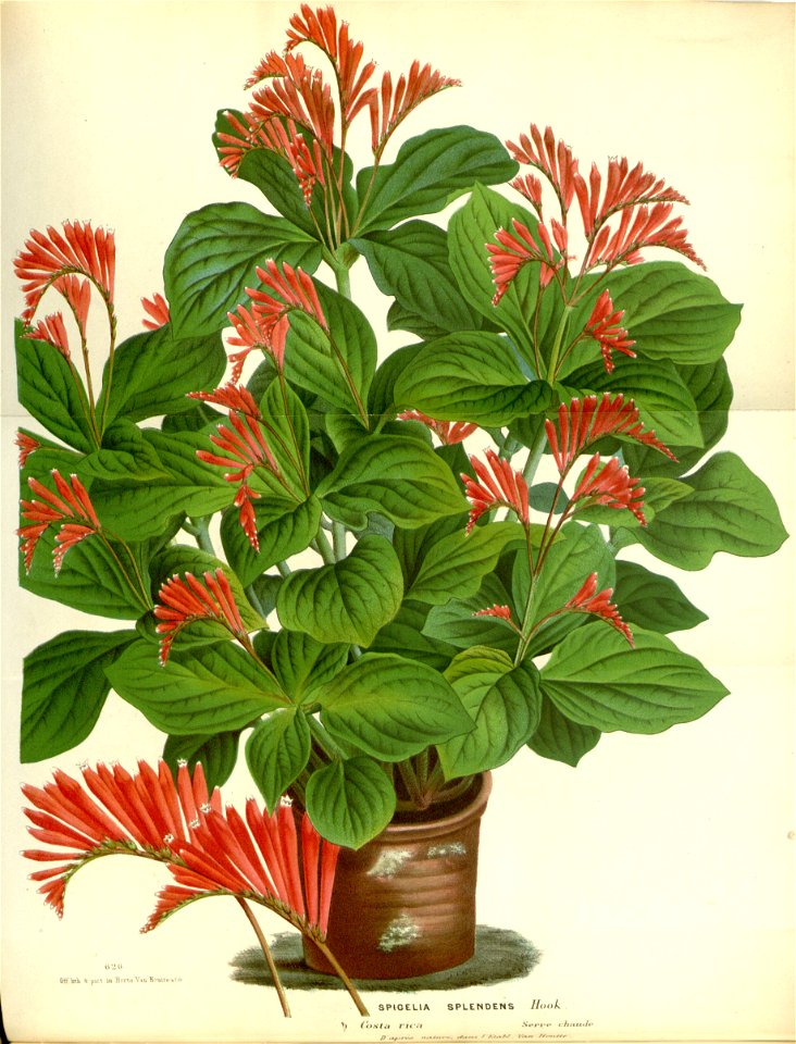 Flore des serres v17 123a