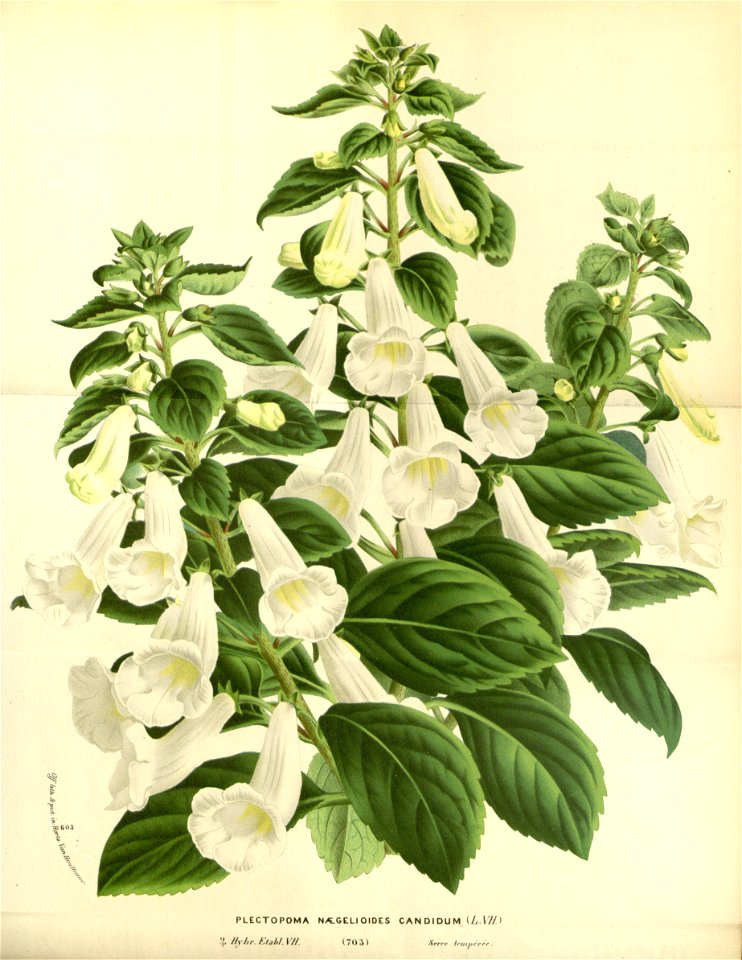 Flore des serres v17 071a