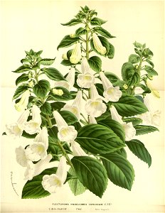 Flore des serres v17 071a