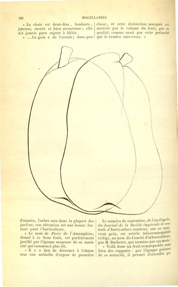 Flore des serres v17 128