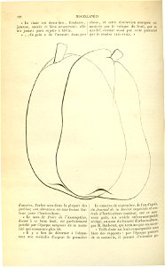 Flore des serres v17 128