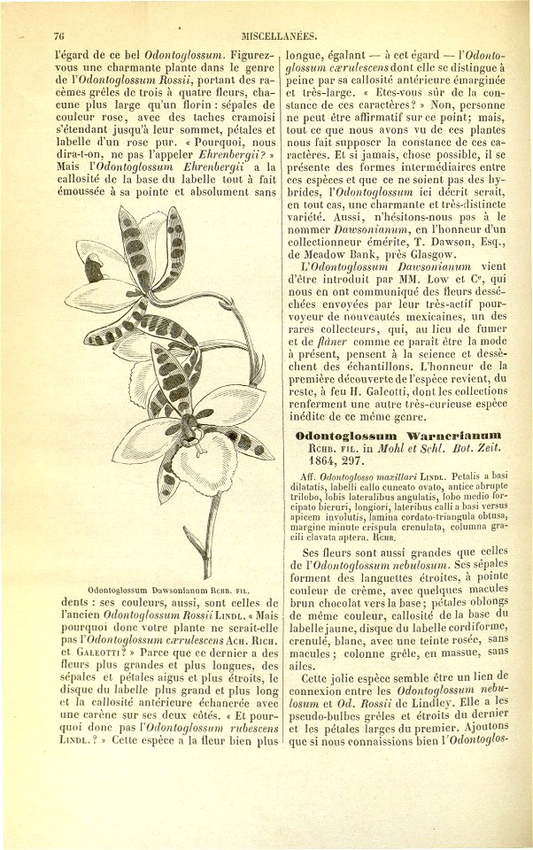 Flore des serres v17 076
