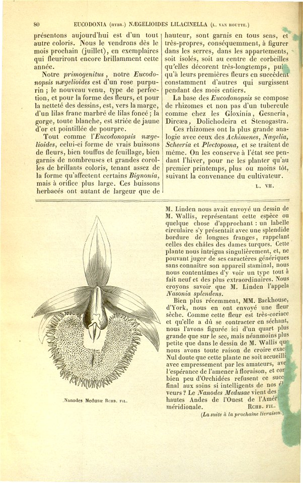 Flore des serres v17 080