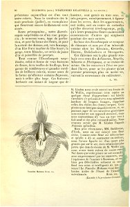 Flore des serres v17 080