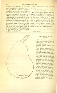 Flore des serres v17 138