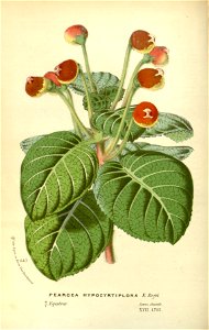 Flore des serres v17 085a