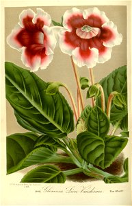 Flore des serres v17 095a