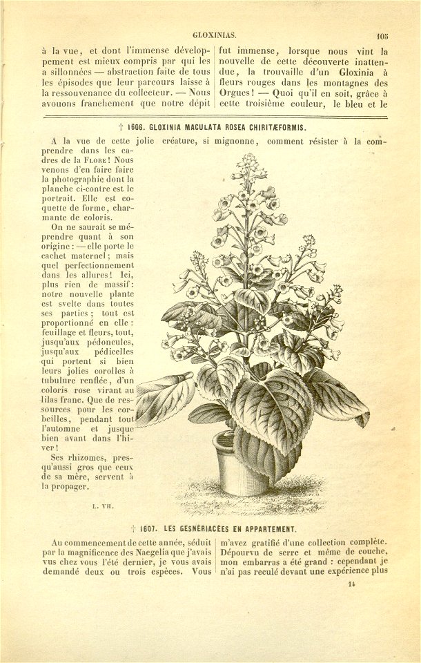 Flore des serres v17 105