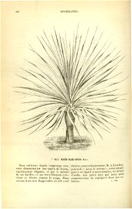 Flore des serres v17 110