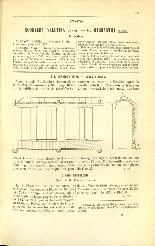 Flore des serres v17 113