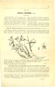Flore des serres v17 121
