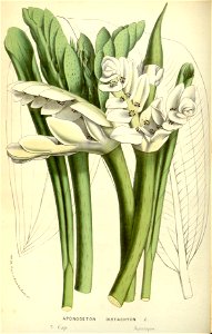 Flore des serres v17 125a