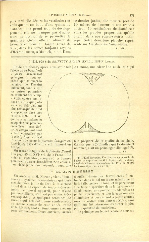 Flore des serres v17 131