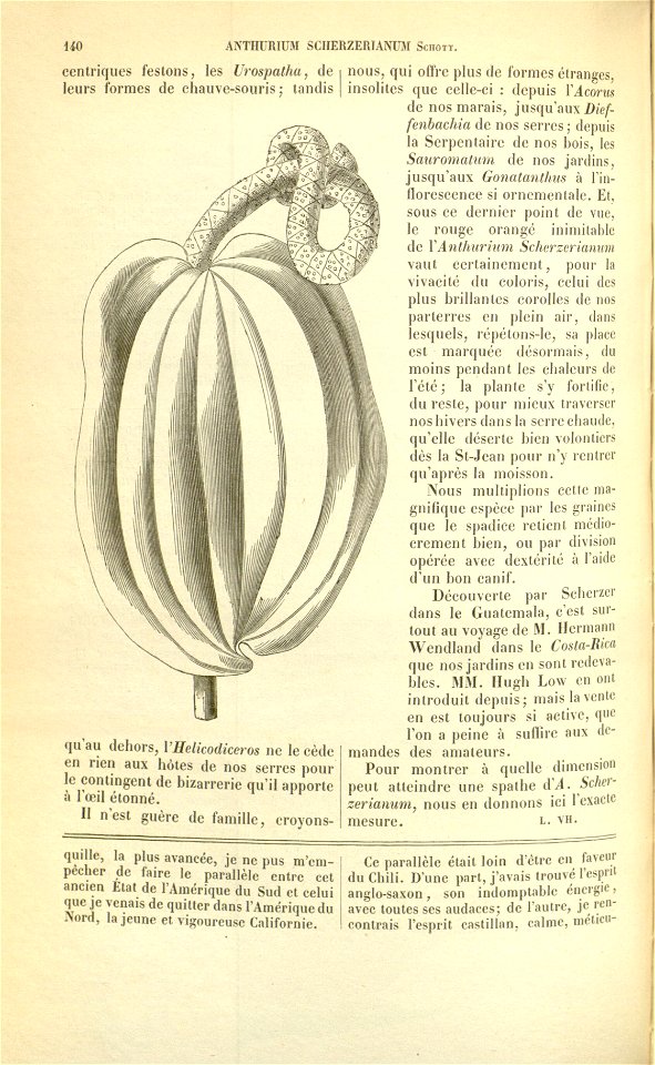 Flore des serres v17 140