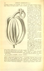 Flore des serres v17 140