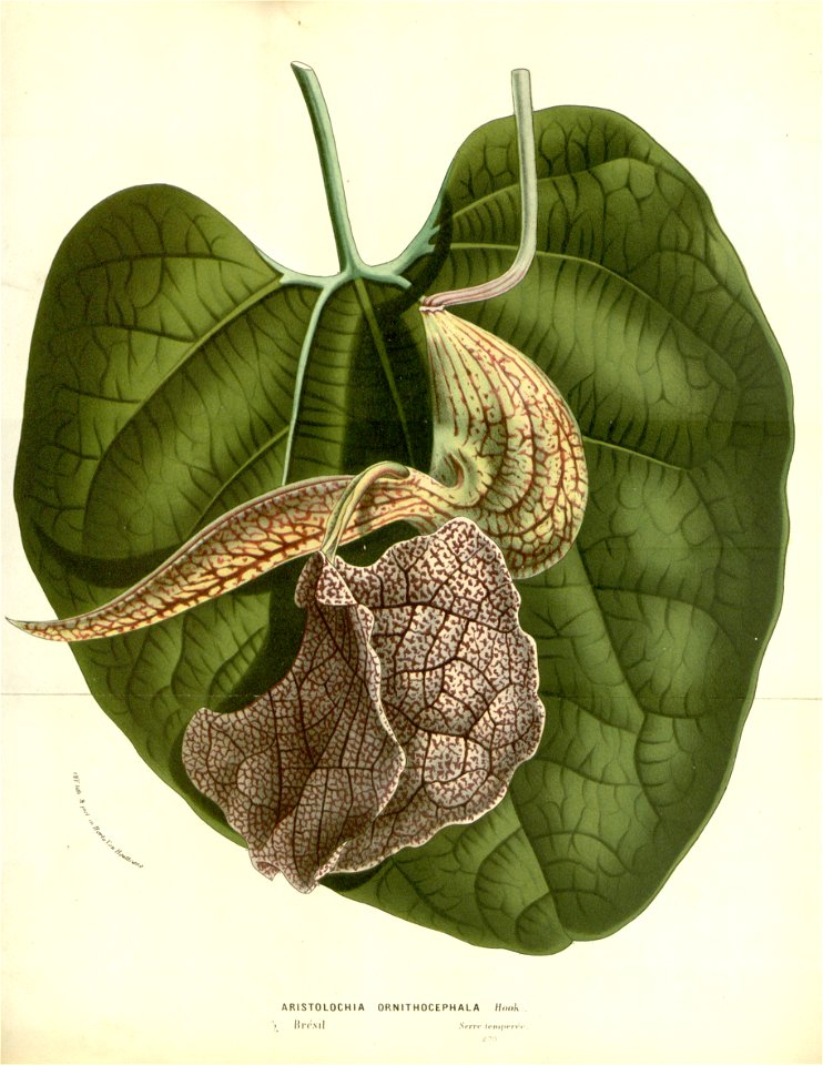 Flore des serres v17 145a