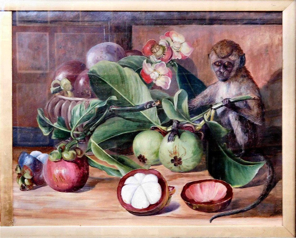 Flowers and fruit of the mangosteen, and Singapore monkey, by Marianne North