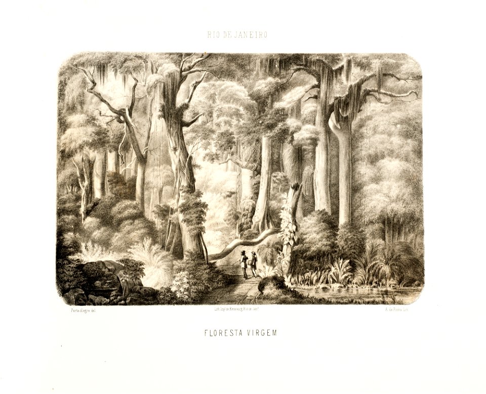 Floresta Virgem, da Coleção Brasiliana Iconográfica
