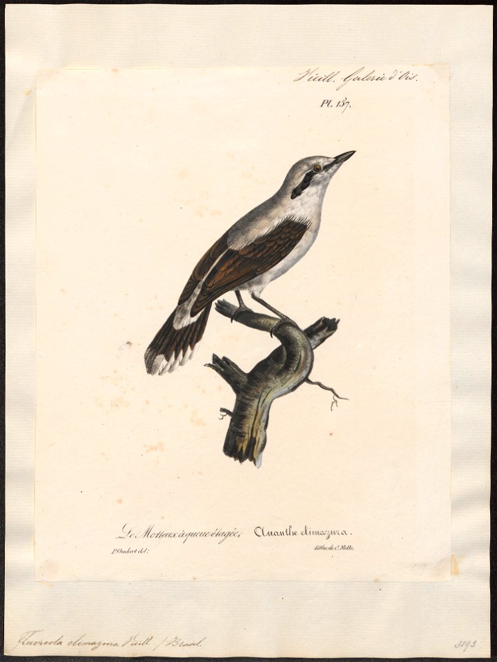 Fluvicola climazura - 1825-1834 - Print - Iconographia Zoologica - Special Collections University of Amsterdam - UBA01 IZ16500217