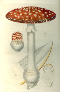 Fly agaric engraving by William Miller after R K Greville