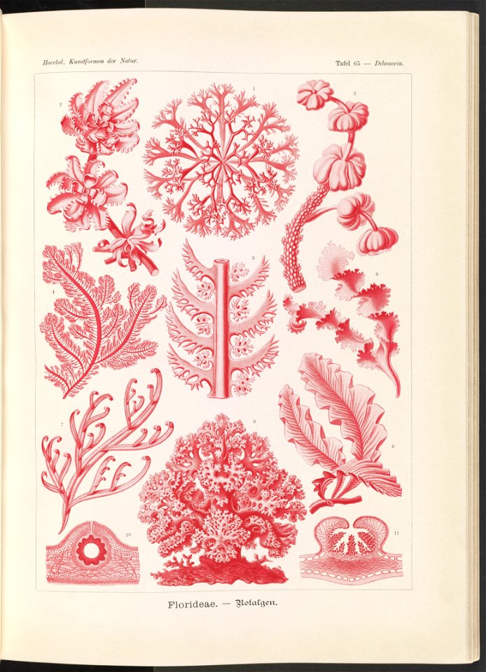 Florideae. - Rotalgen LCCN2015648947