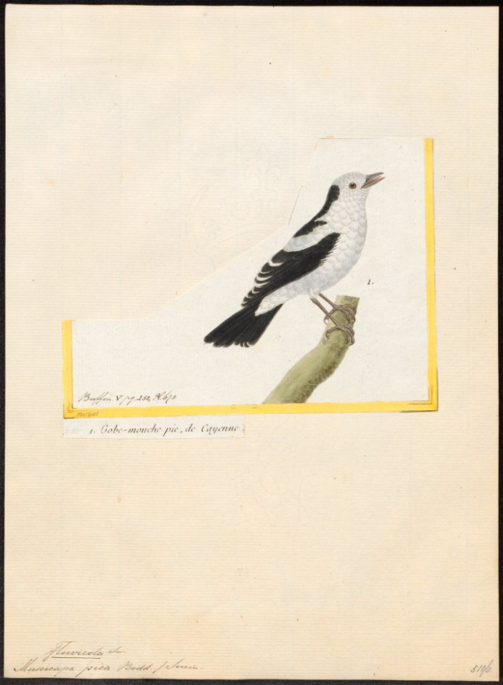 Fluvicola pica - 1700-1880 - Print - Iconographia Zoologica - Special Collections University of Amsterdam - UBA01 IZ16500223