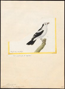 Fluvicola pica - 1700-1880 - Print - Iconographia Zoologica - Special Collections University of Amsterdam - UBA01 IZ16500223