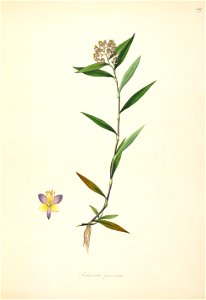 Floscopa scandens Roxburgh 1798 2-109