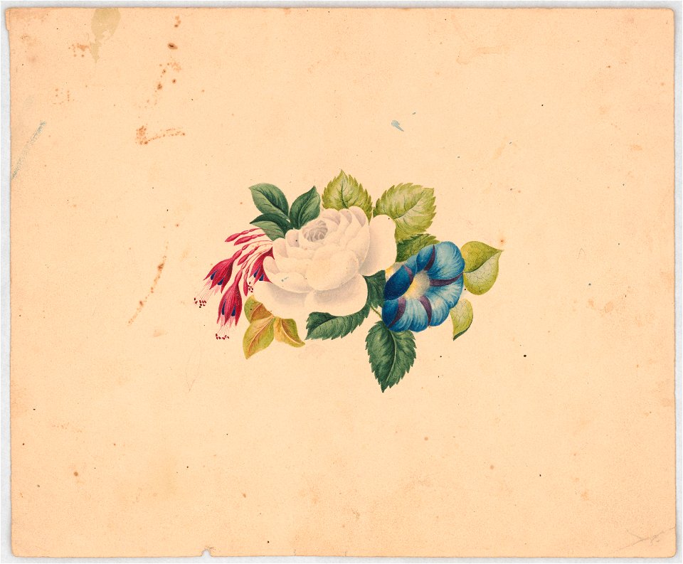 Flower arrangement with white rose, fuchsia, and petunia LCCN2016648711