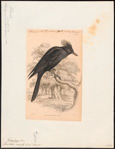 Fluvicola comata - 1838 - Print - Iconographia Zoologica - Special Collections University of Amsterdam - UBA01 IZ16500225