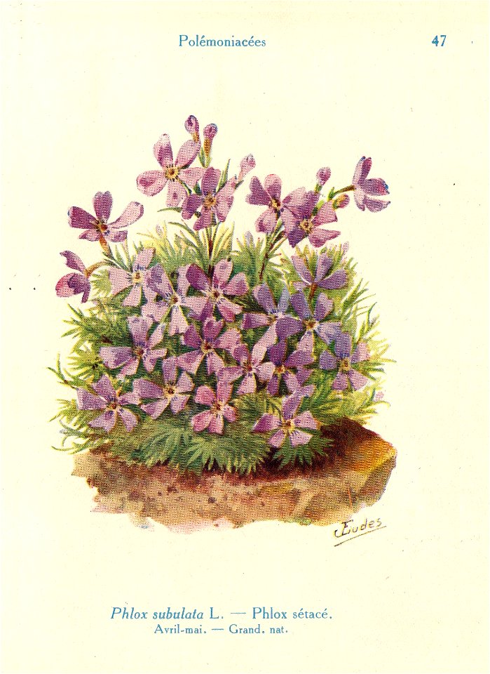 Flox-J.Eudes-47