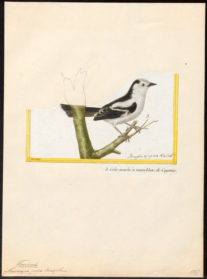 Fluvicola albiventer - 1700-1880 - Print - Iconographia Zoologica - Special Collections University of Amsterdam - UBA01 IZ16500221