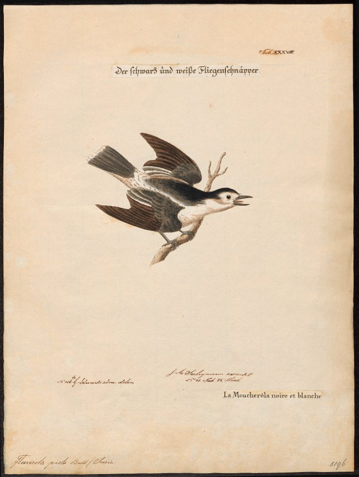 Fluvicola picta - 1700-1880 - Print - Iconographia Zoologica - Special Collections University of Amsterdam - UBA01 IZ16500219