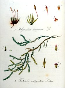 Fontinalis antipyretica — Flora Batava — Volume v9