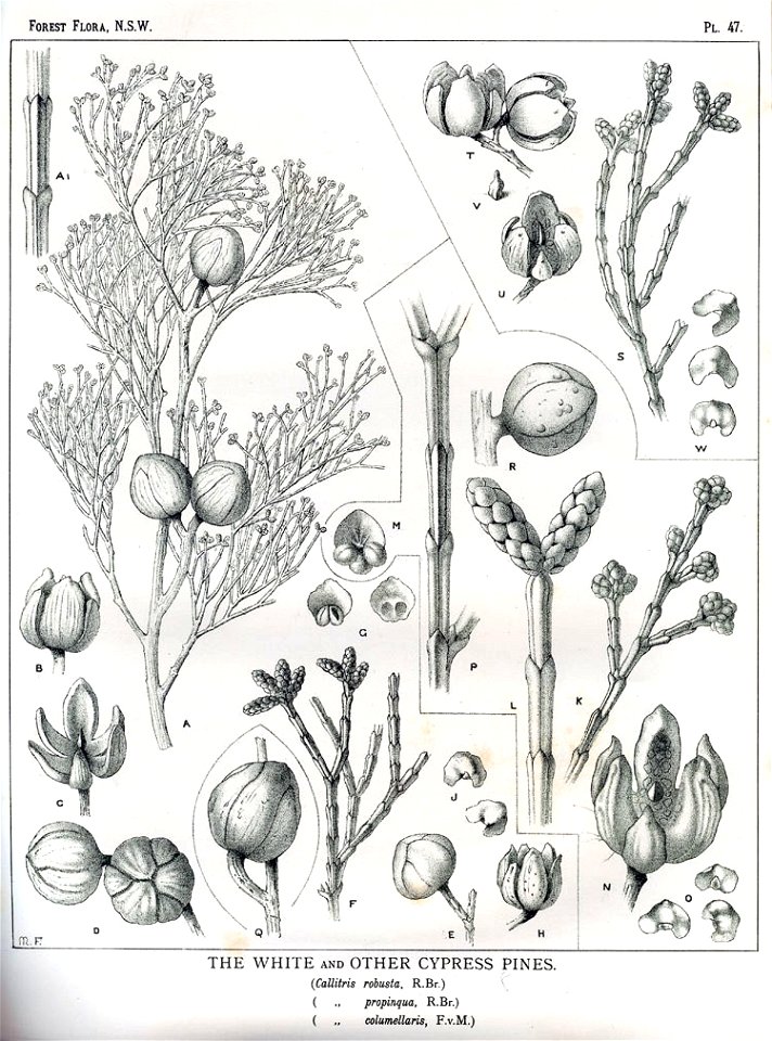 Forest Flora NSW Plate 47 Callitris