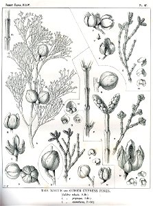 Forest Flora NSW Plate 47 Callitris