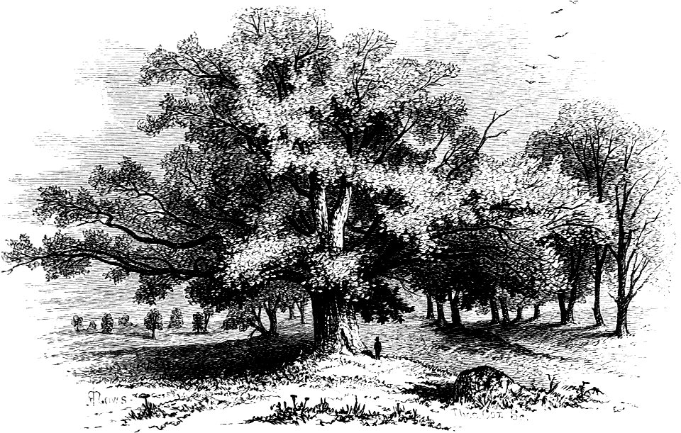 Forest Hymn pg 47b