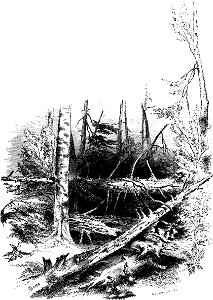 Forest Hymn pg 55b