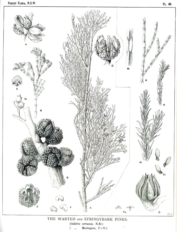 Forest Flora NSW Plate 46 Callitris