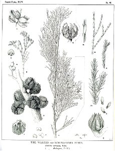 Forest Flora NSW Plate 46 Callitris