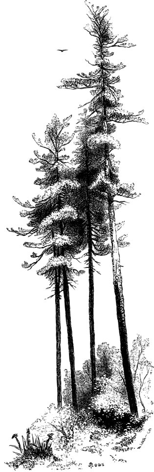 Forest Hymn pg 29b