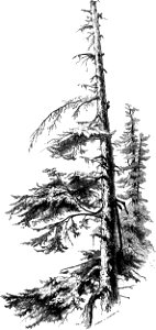 Forest Hymn pg 37b
