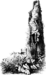 Forest Hymn pg 53b